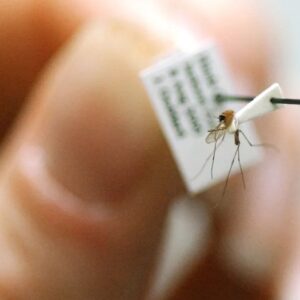 fransada ilk bati nil virusu vakasi tespit edildi 2kb18EsO