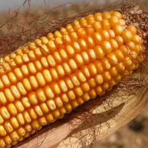 tmo misir alim fiyatini acikladi UkOGAaic