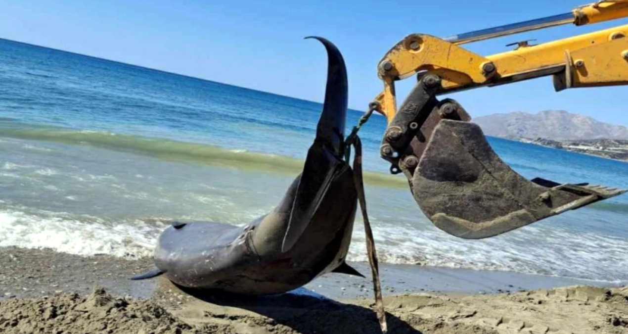 akdenizde dev balinalar turistik adanin kiyilarina vurdu UZfdu2K7