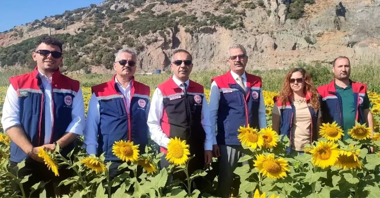 aydinda aycicegi ekimi 95 bin dekar Ni32O946