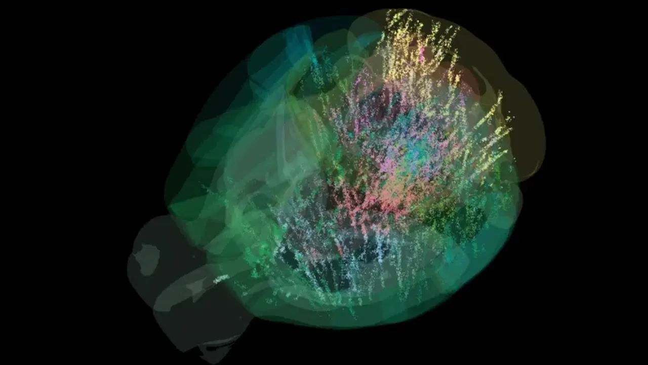beyin aktivitesinin tam haritasi ilk kez cikarildi karar verme sureci sandigimizdan cok daha karmasik 4Bc7PibM