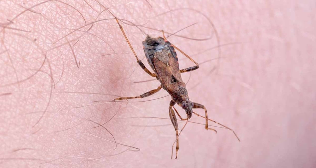 yuz binlerce kisi farkinda olmadan hastaliga yakalandi yeni tehdit opucuk bocegi kXDh94yL