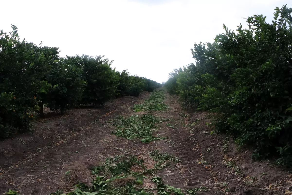 adanada iklim degisikligiyle gunes yanigi krizi iK9UGfPl