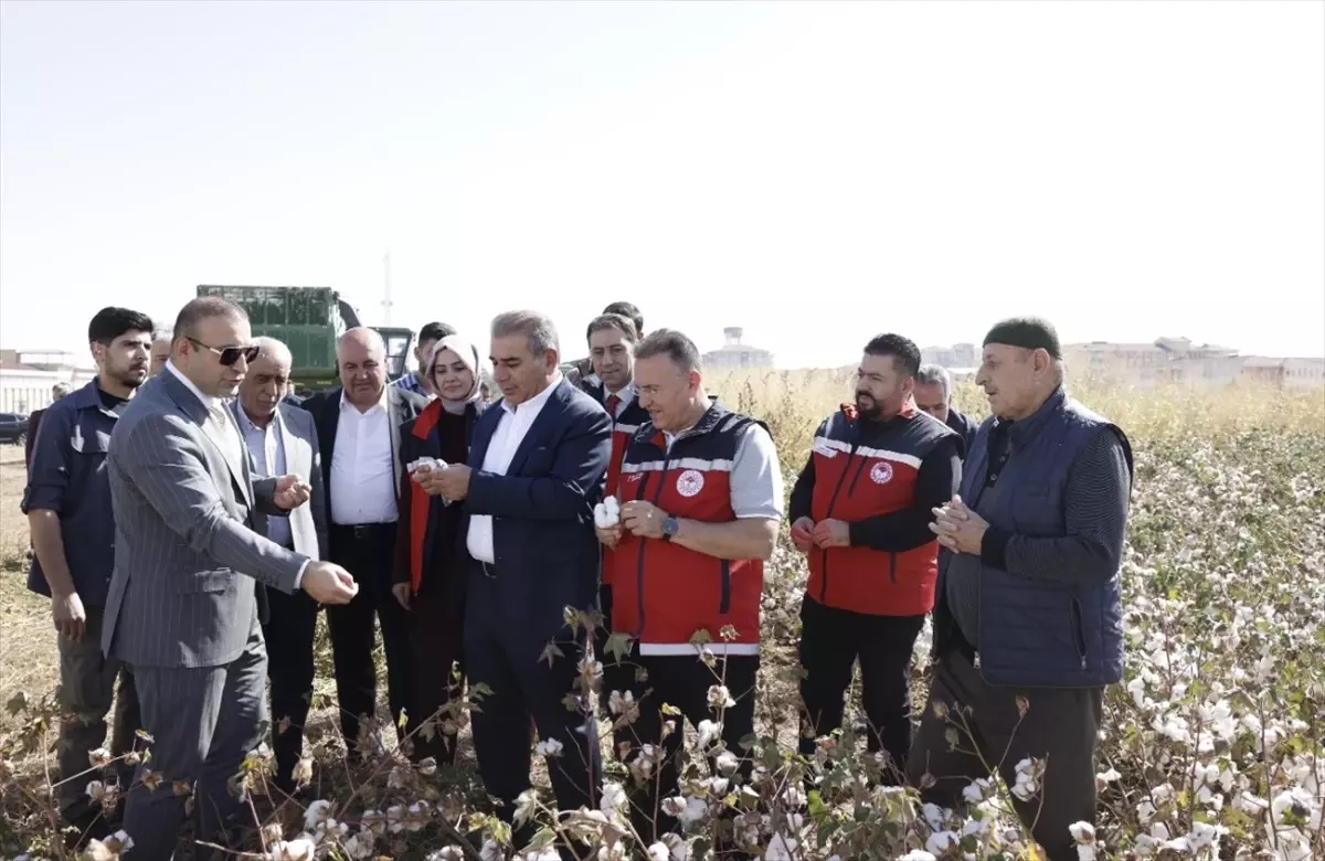 bismilde pamuk hasadi basladi lDum5eWL.jpg