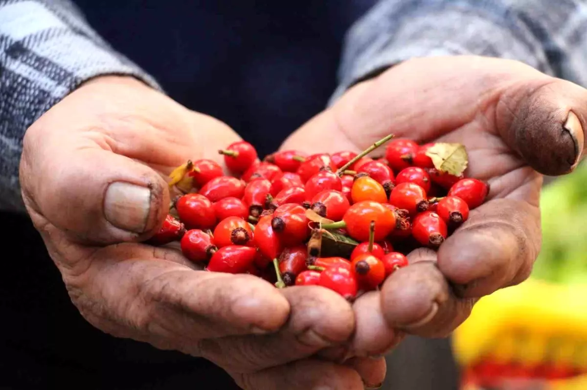 kusburnuna artan ilgi CVnh3QAP.jpg