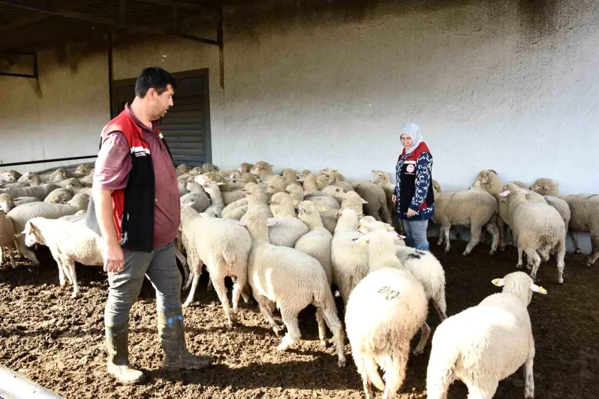 aliagada damizlik koyun uretim merkezi projesi tamamlandi I7n5IONS.jpg