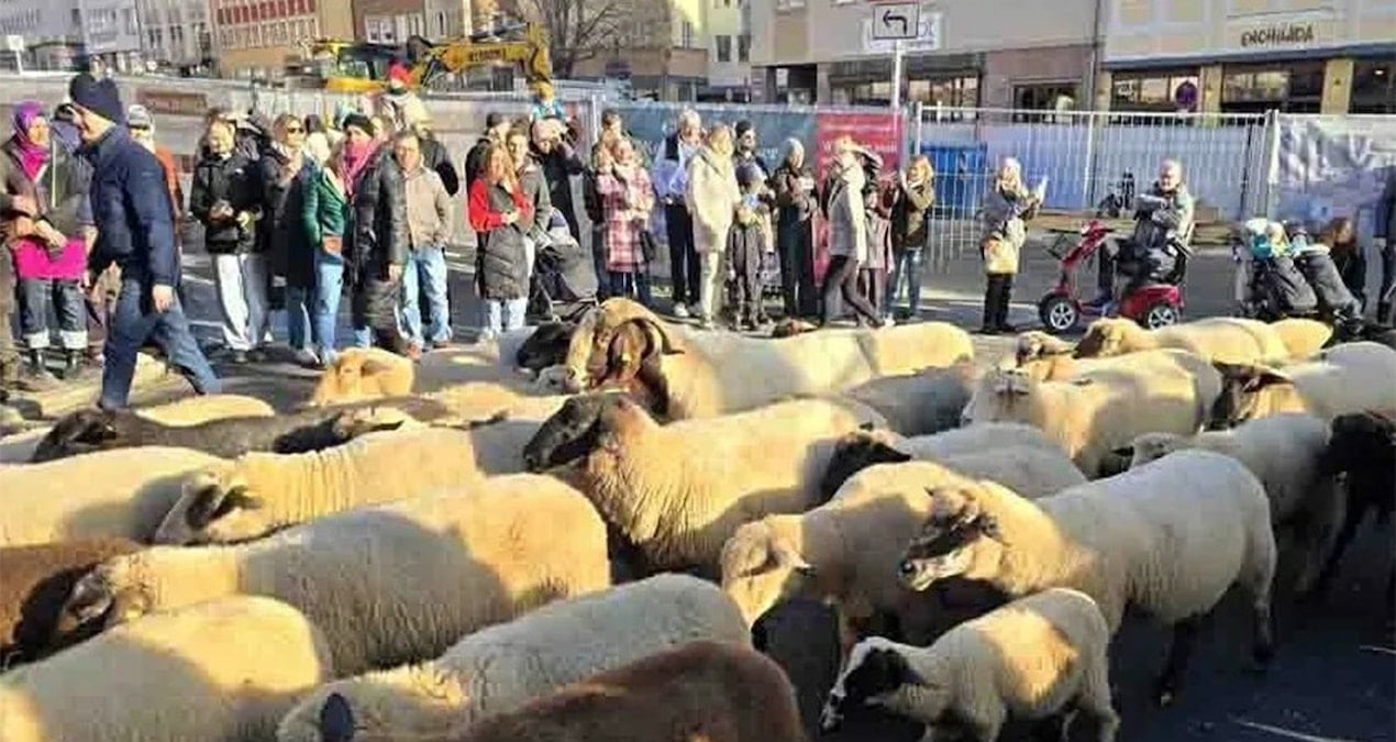 Almanya’da koyunlar şehre indi, binlerce kişi izledi
