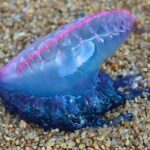 Ölümcül Sokmalarıyla Yeni Fizalya Türü Sahillere Vuruyor